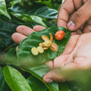 Pink Bourbon Natural | Sabores - Flavours of Colombia