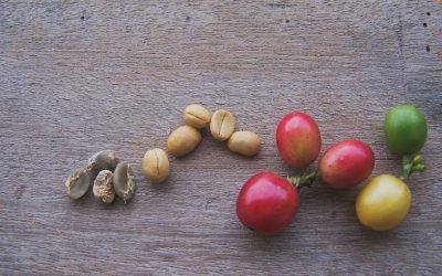 COFFEE PROCESSING