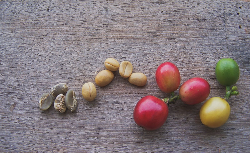 COFFEE PROCESSING