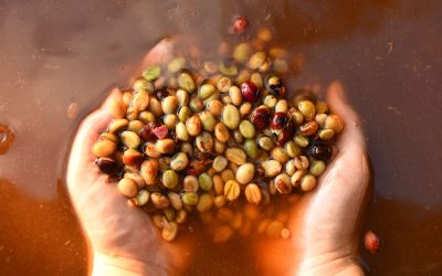 COFFEE FERMENTATION