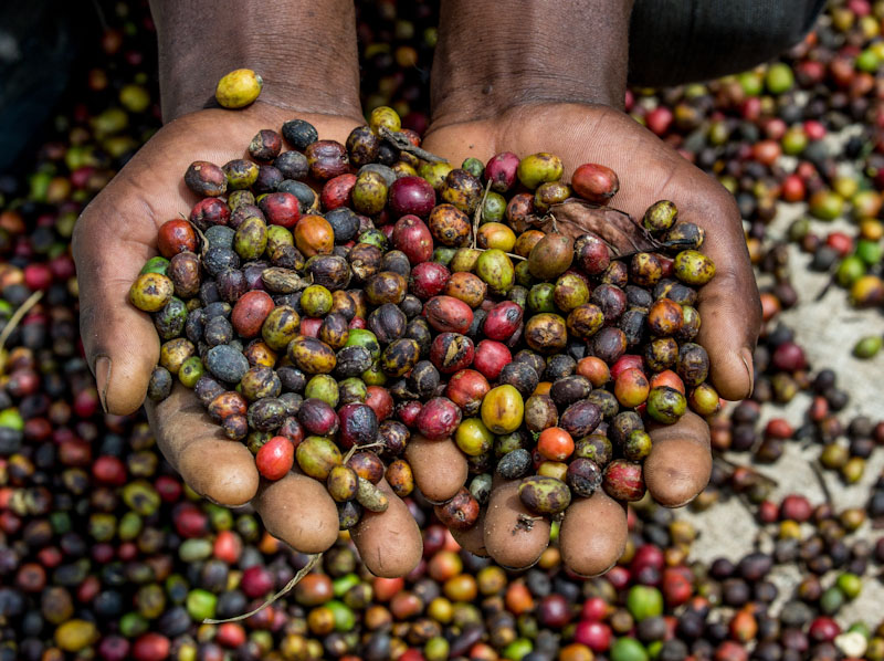 Coffee Fermentation_Sabores - Flavours of Colombia