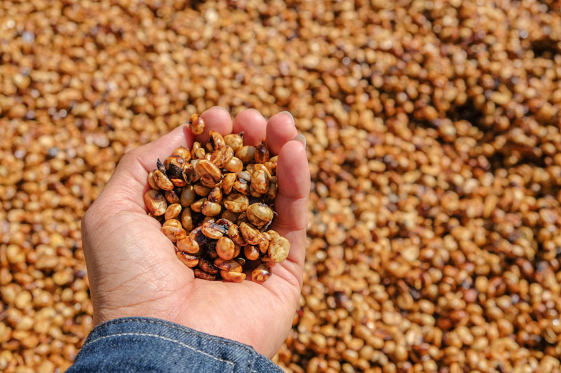 Coffee Fermentation_Honey Process