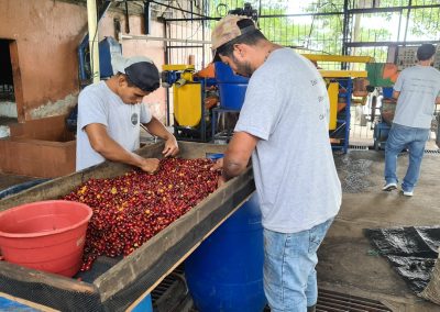 Castillo Washed | Sabores - Flavours of Colombia