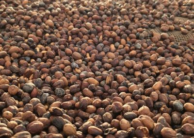 CATURRA NATURAL – El Mirador