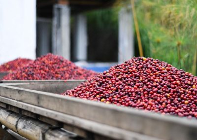 CATURRA WINE YEAST RED FRUITS