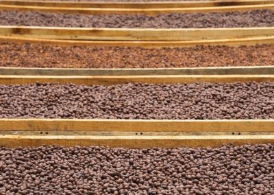 CATURRA BLACK HONEY