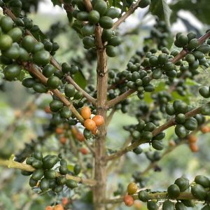 La Cristalina | Sabores - Flavours of Colombia