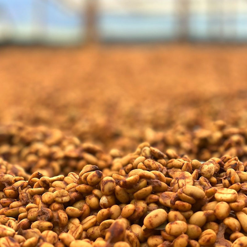 Caturra Honey | SABORES