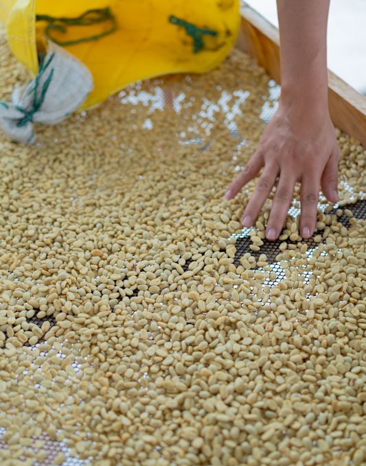 Typica Mejorado | Sabores - Flavours of Colombia