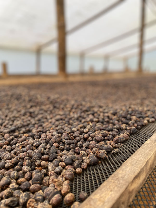 JAVA NATURAL - La Julia | Sabores - Flavours of Colombia