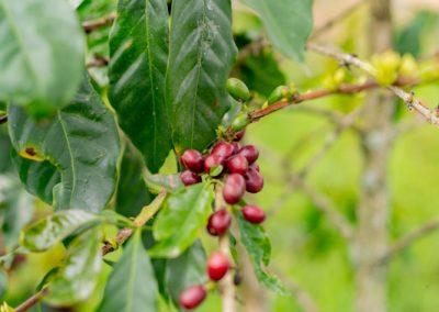 Caturra Chiroso Natural | Sabores - Flavours of Colombia
